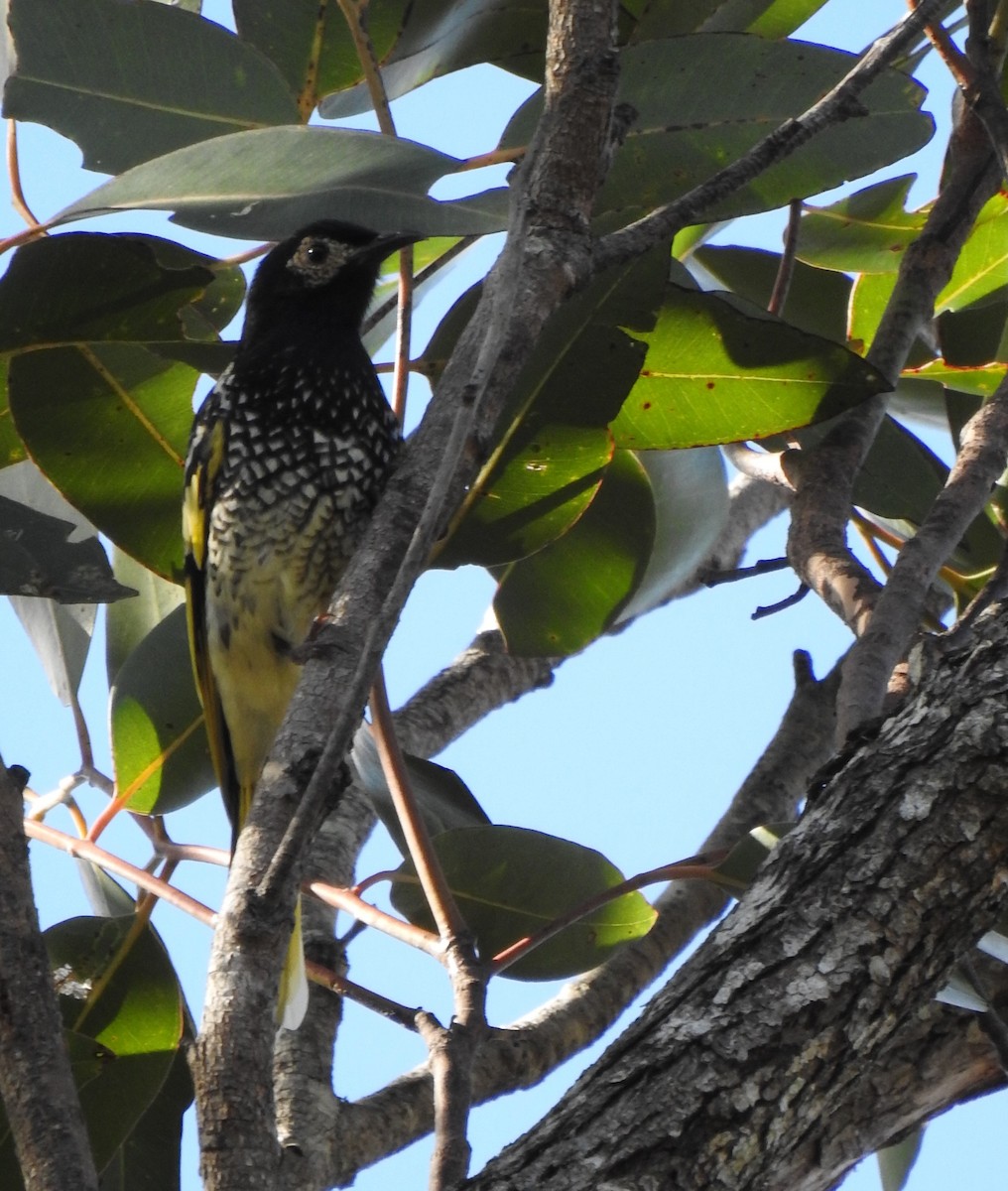 Regent Honeyeater - ML587443971