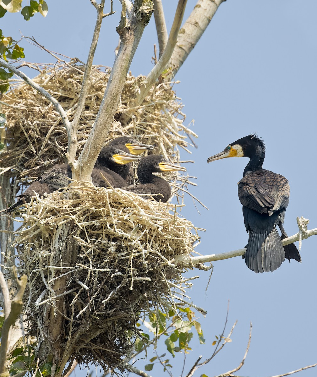 Great Cormorant - ML587444671