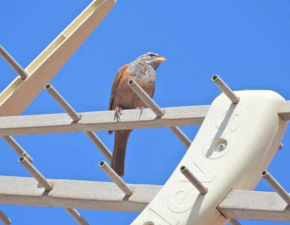 House Bunting - Antonio Jesús Sepúlveda