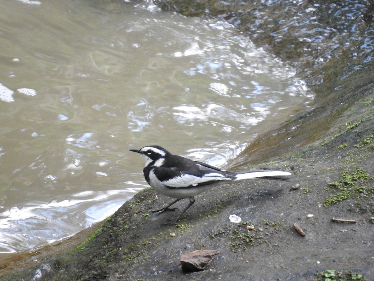 African Pied Wagtail - ML587445461