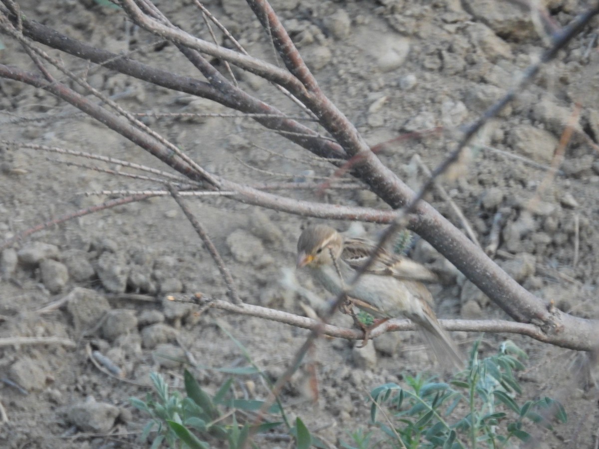 House Sparrow - ML587446011