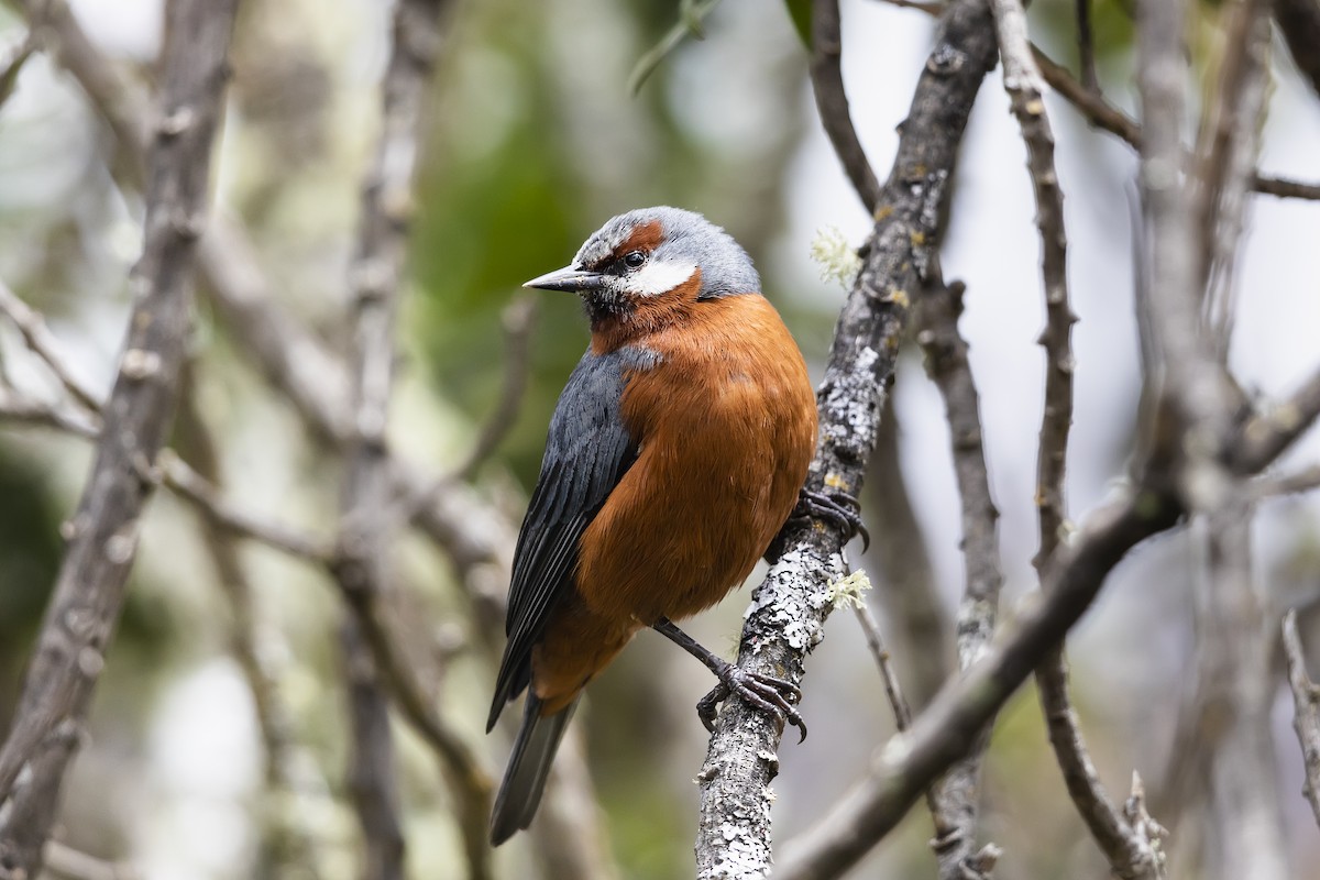 Giant Conebill - ML587446091