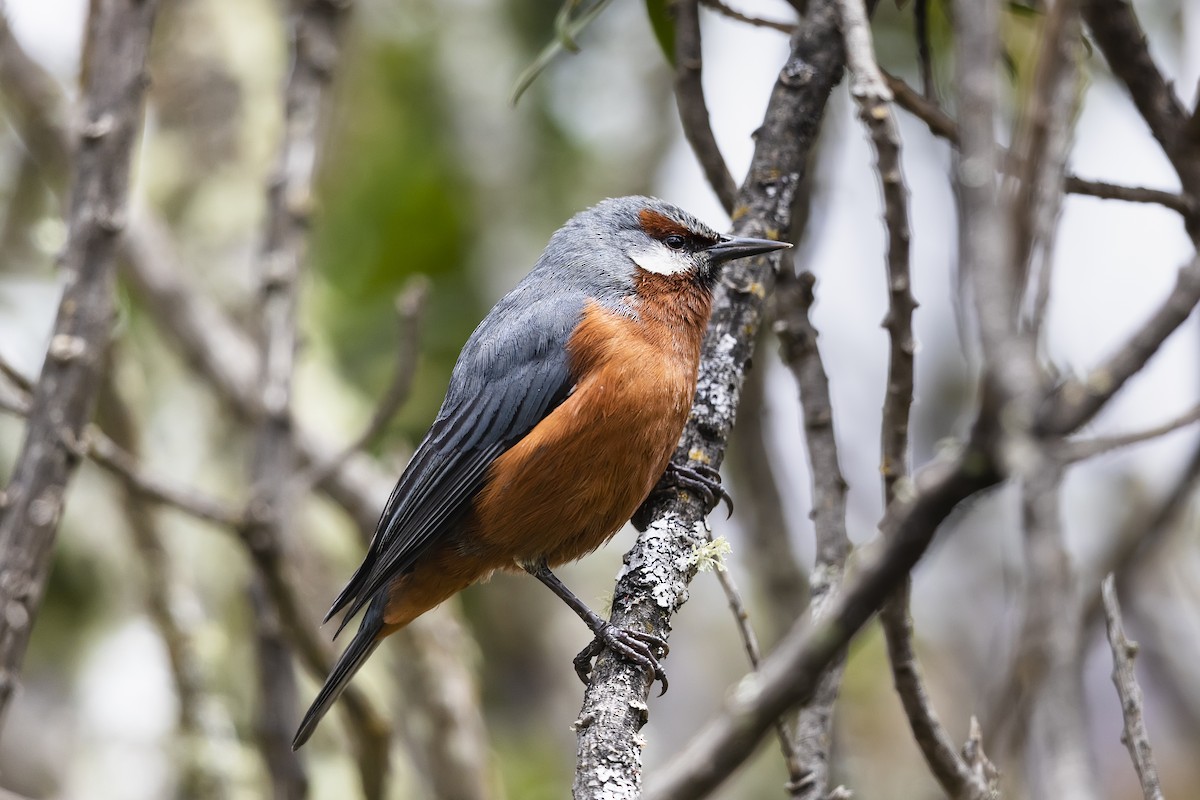 Giant Conebill - ML587446101