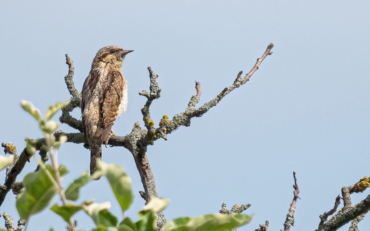 Eurasian Wryneck - ML587446601