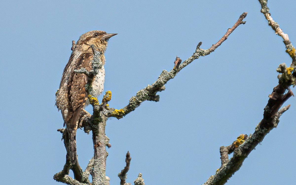 Eurasian Wryneck - ML587446611