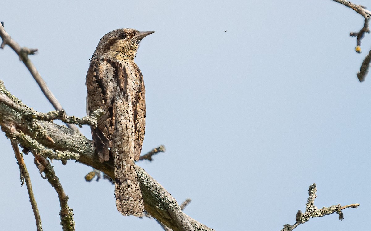 Eurasian Wryneck - ML587446621