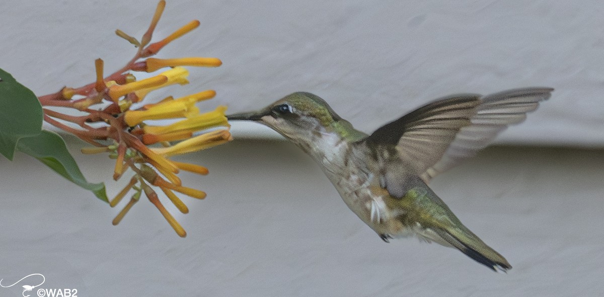 Ruby-throated Hummingbird - ML587447541