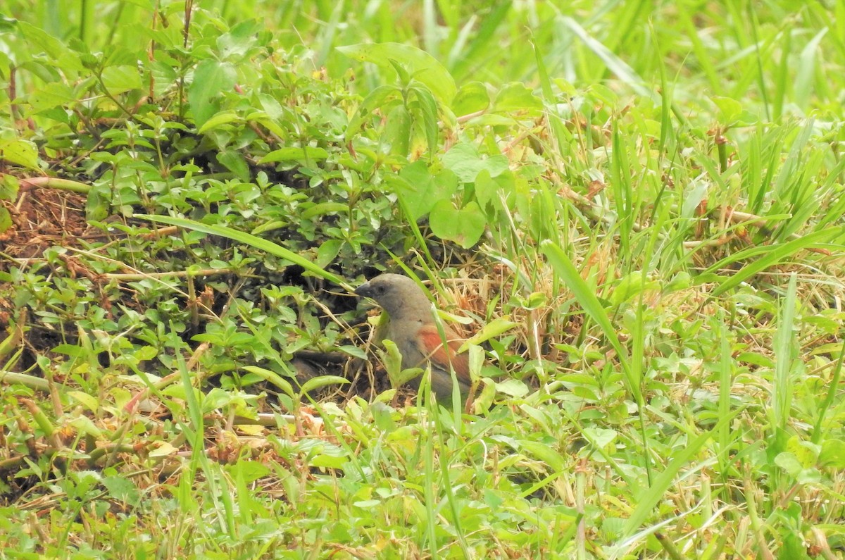 Parrot-billed Sparrow - ML587447941