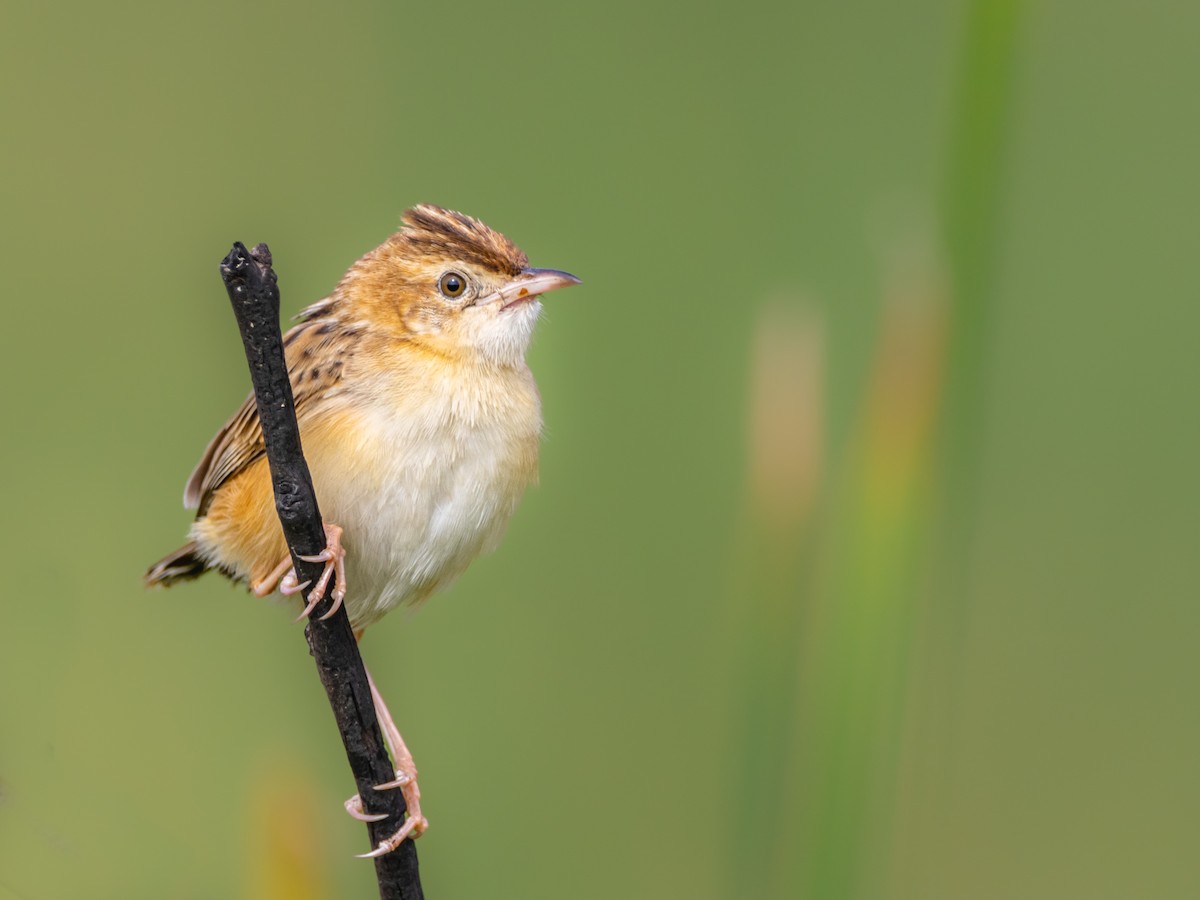 Zitting Cisticola - ML587449051