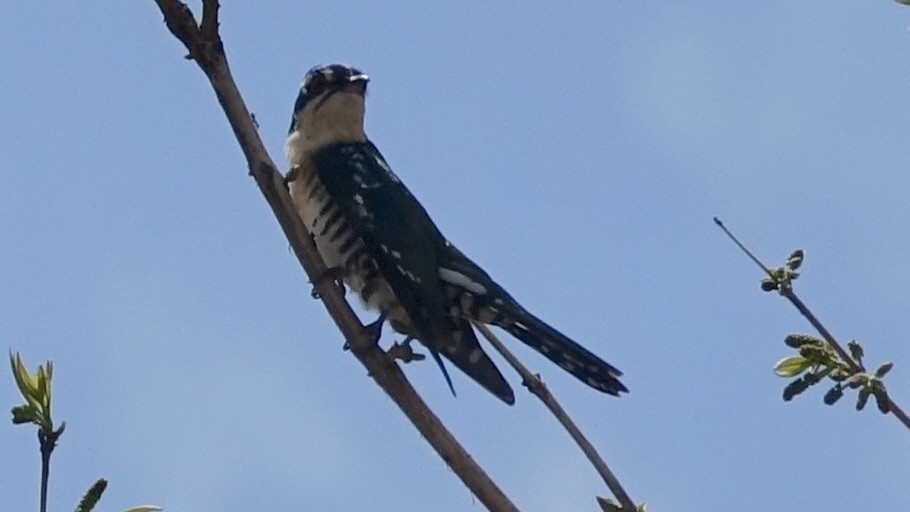 Dideric Cuckoo - ML587450261