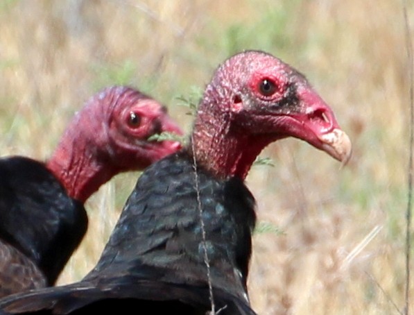 Turkey Vulture - sam hough