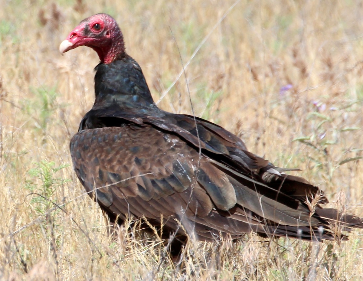 Urubu à tête rouge - ML58745101