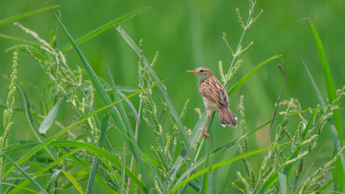 Zitting Cisticola - Asim Hakeem