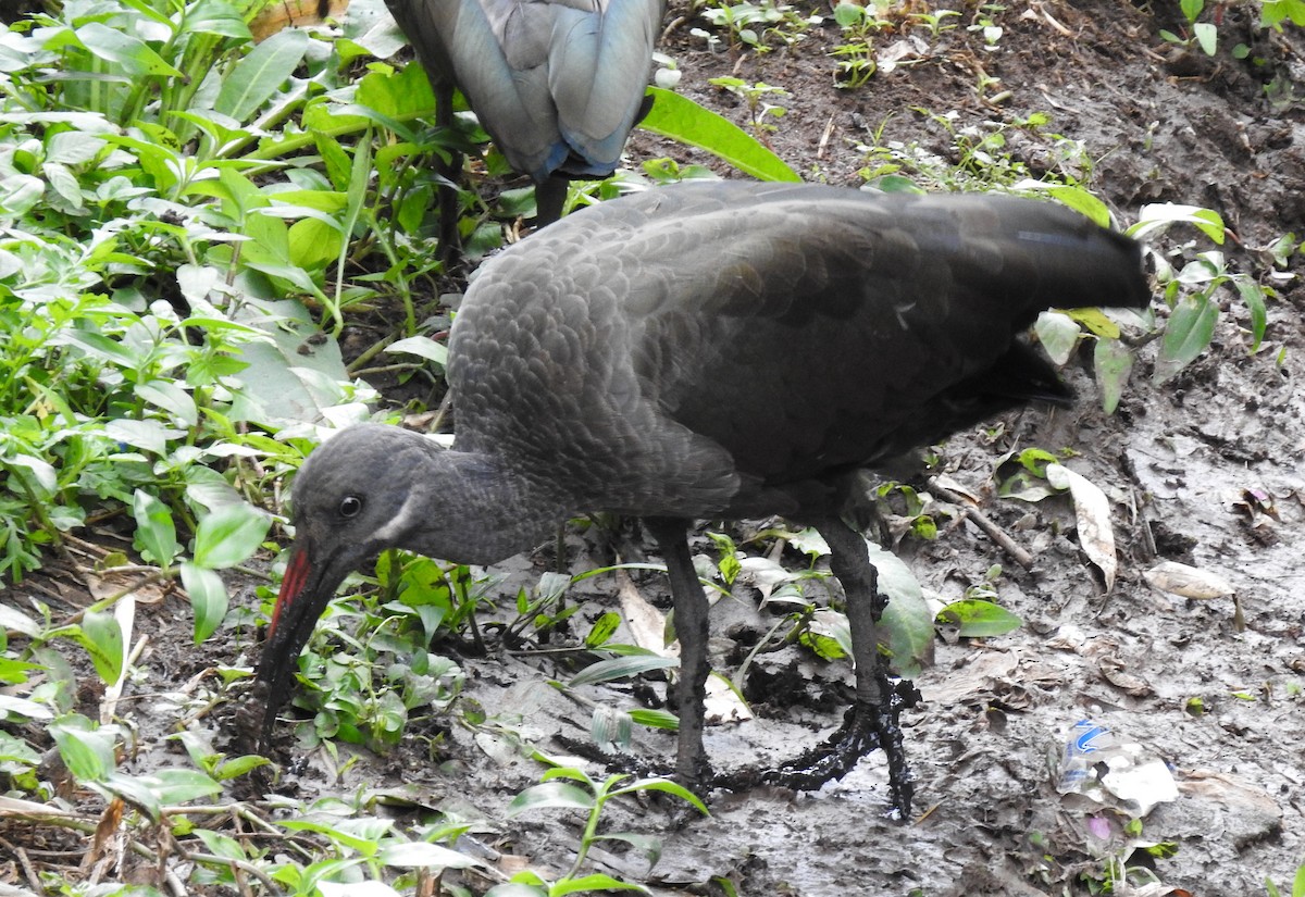 Hadada Ibis - ML587451991