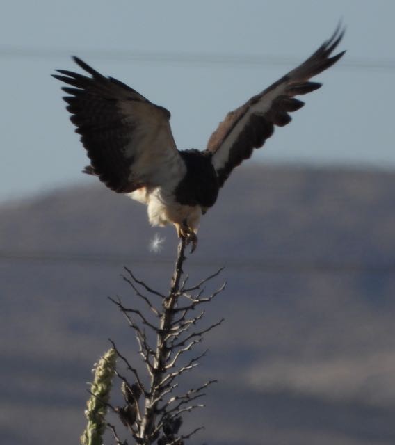 Swainson's Hawk - Vern Tunnell