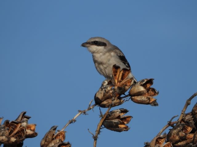 Loggerhead Shrike - Vern Tunnell