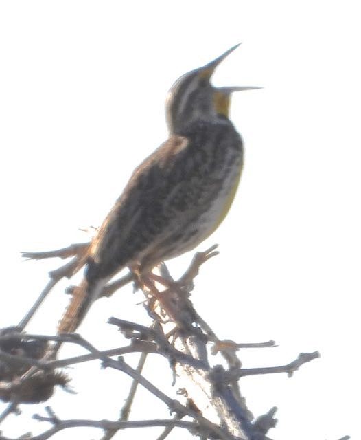 Western Meadowlark - ML587454741