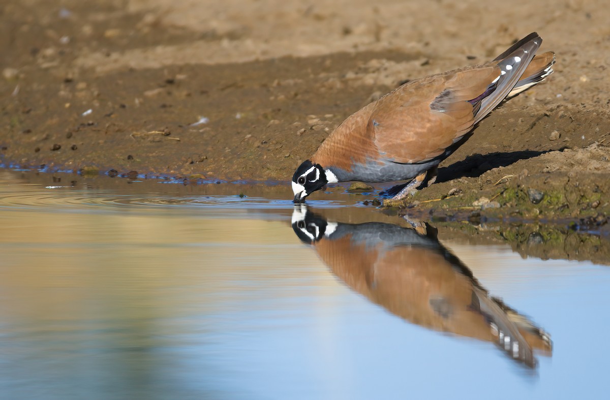 Flock Bronzewing - Nik Mulconray