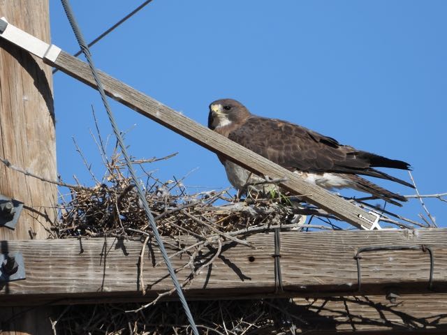 Swainson's Hawk - ML587455241