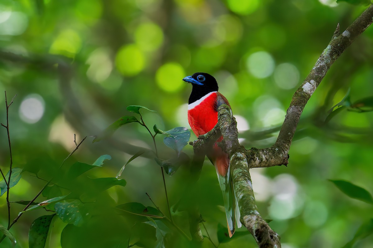 Malabar Trogon - ML587456561