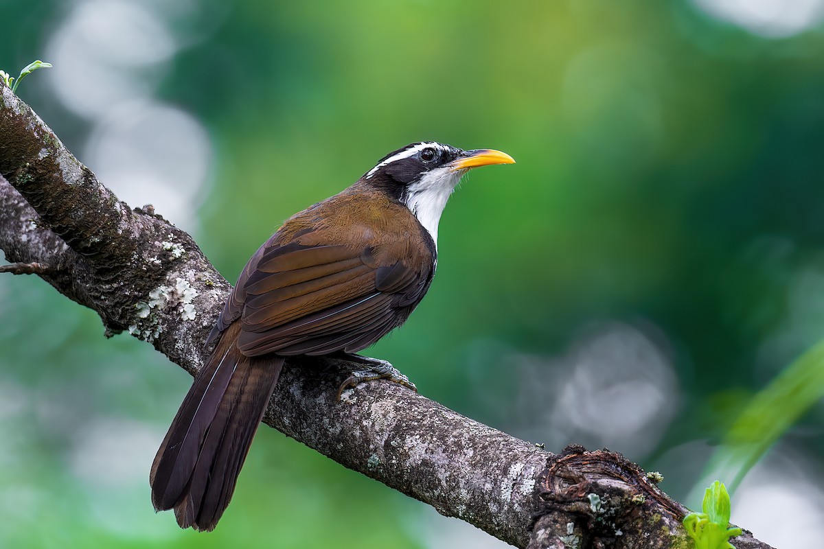 Indian Scimitar-Babbler - Saswat Mishra
