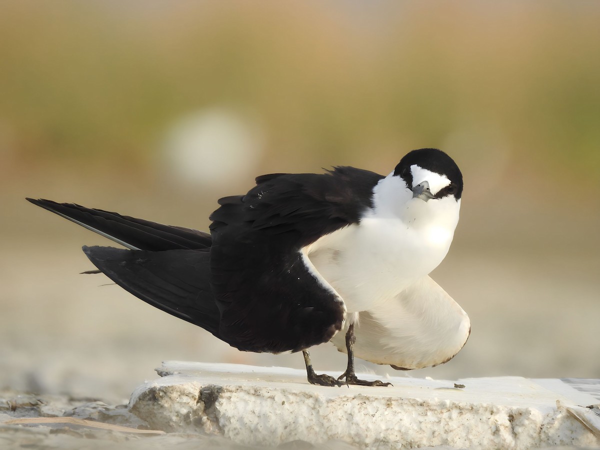 Sooty Tern - Latif Belim