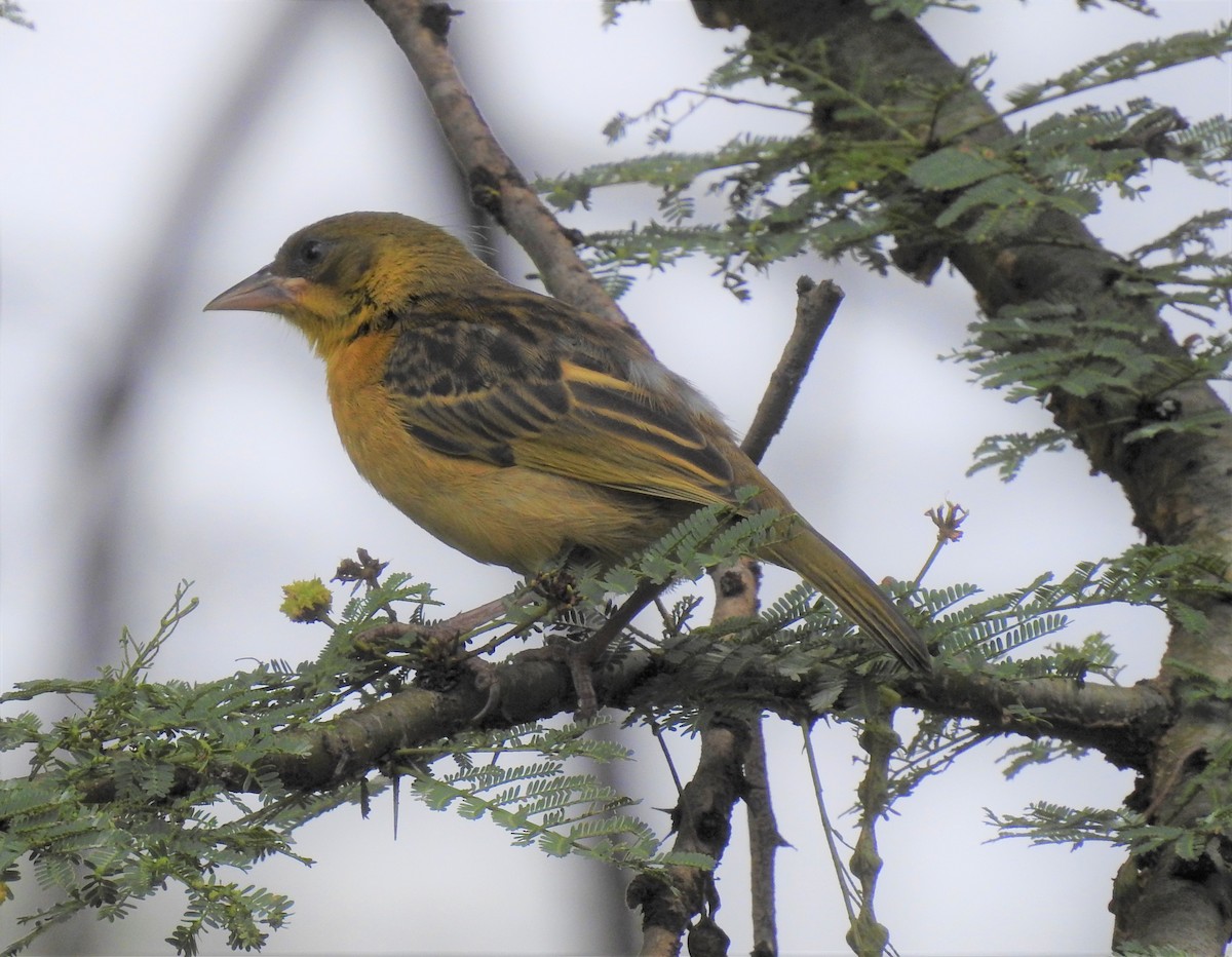 Baglafecht Weaver - ML587457671