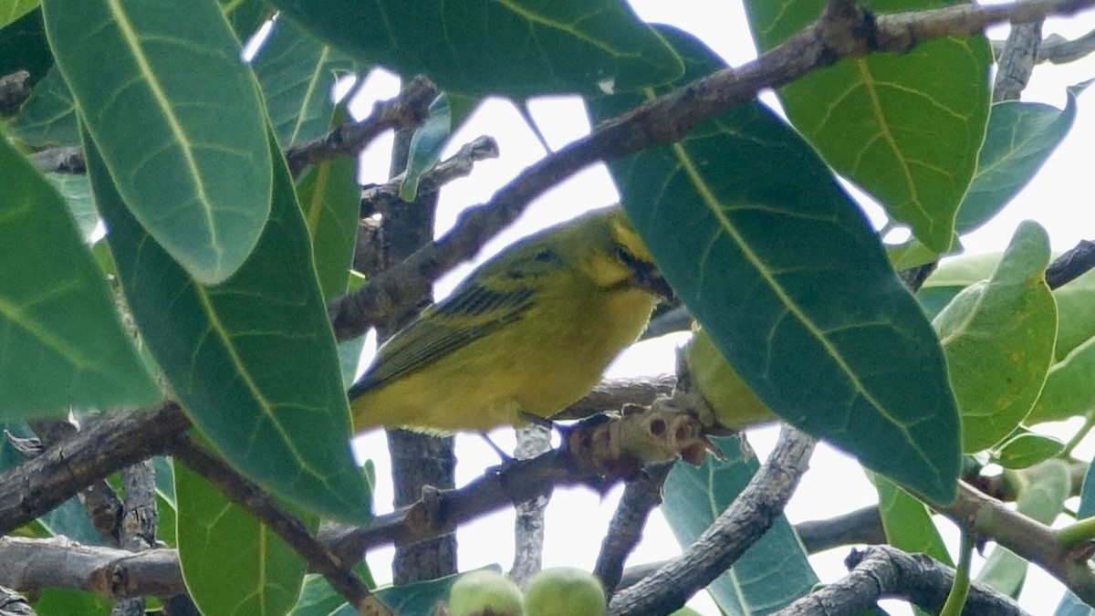 Yellow-fronted Canary - Jan Ekkers