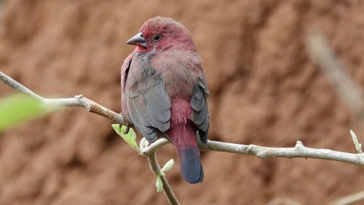 Red-billed Firefinch - ML587458531