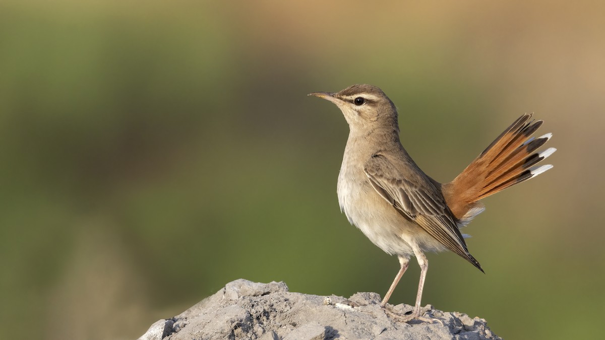 Rufous-tailed Scrub-Robin - Mehmet Kemal SONDAŞ