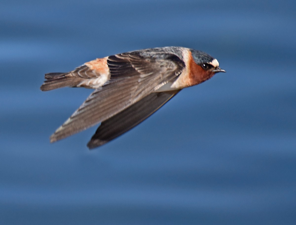 Cliff Swallow - ML58745891