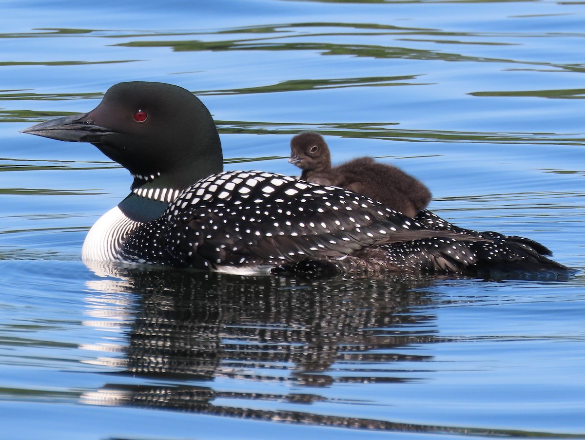 Common Loon - ML587459071