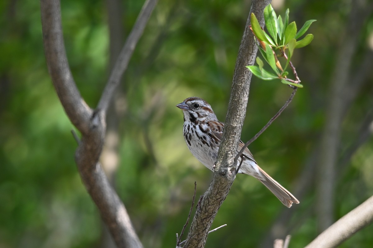 Song Sparrow - ML587459201