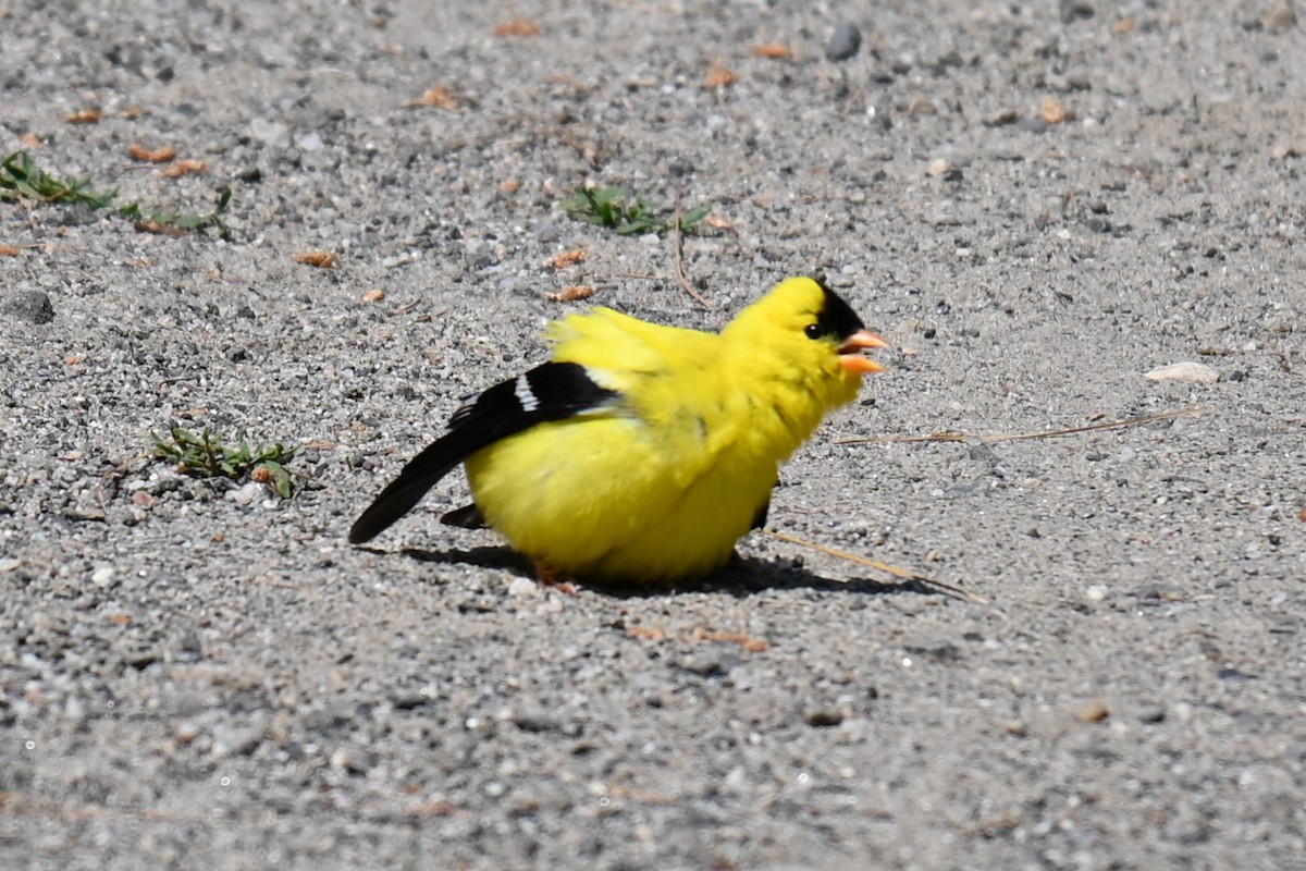 American Goldfinch - ML587459651