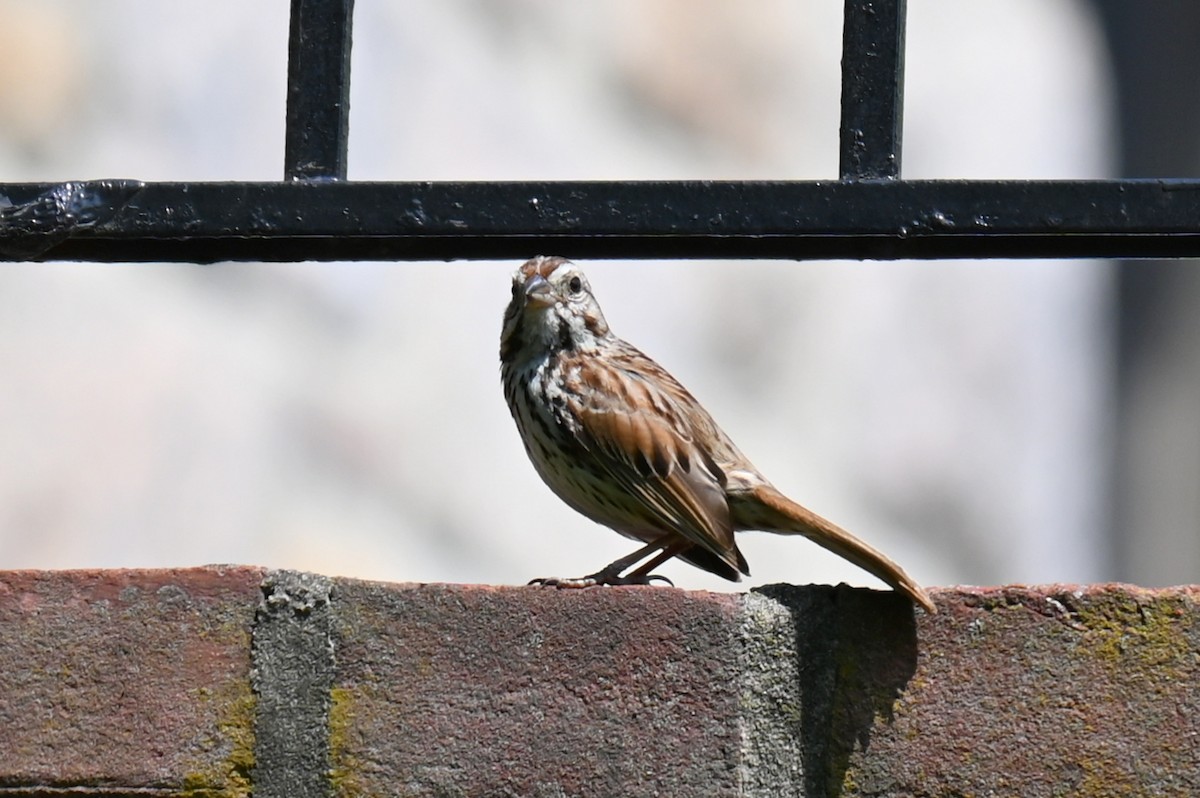 Song Sparrow - ML587459671