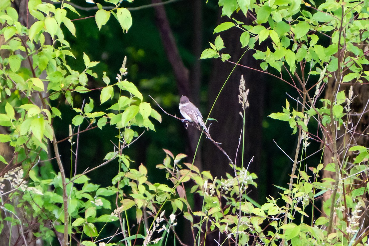 Eastern Phoebe - ML587460731