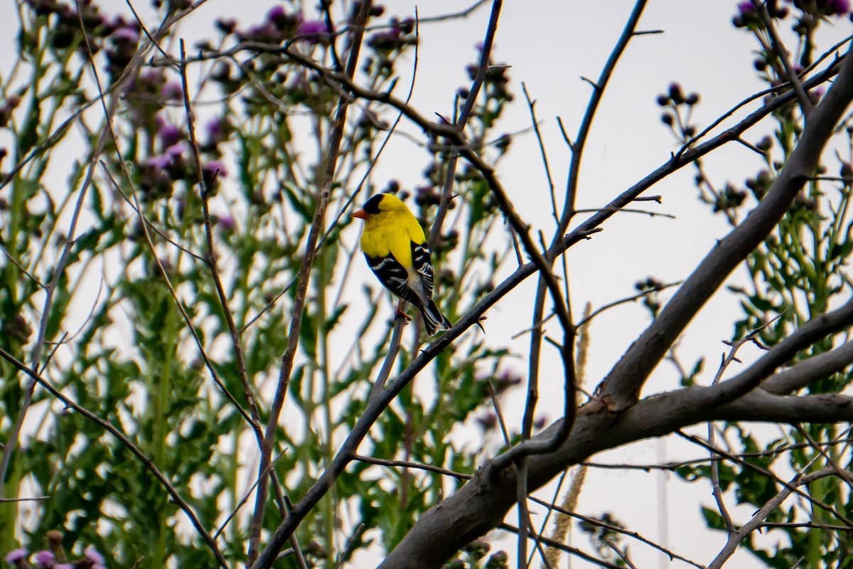 American Goldfinch - ML587460791