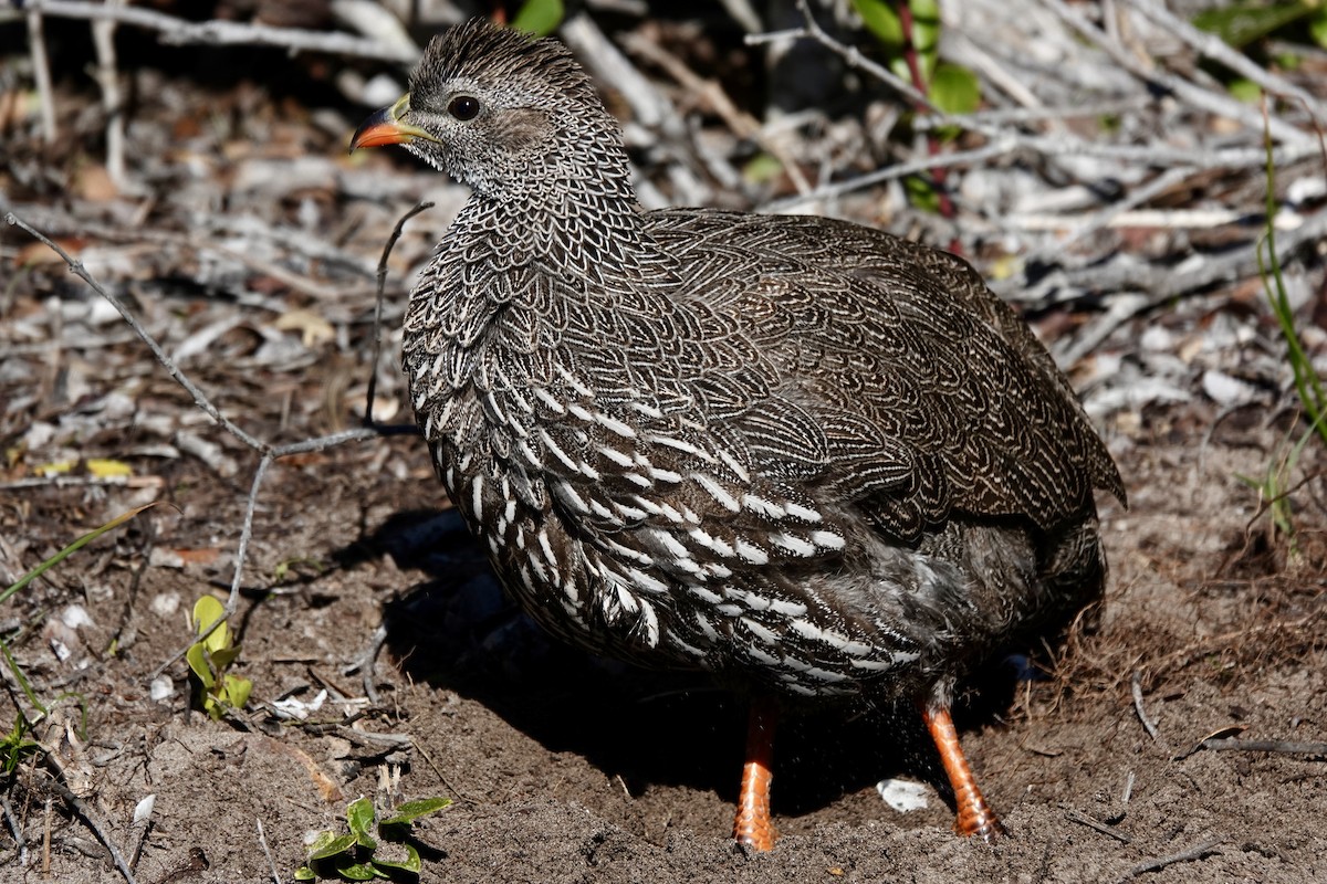 Cape Spurfowl - ML587460981