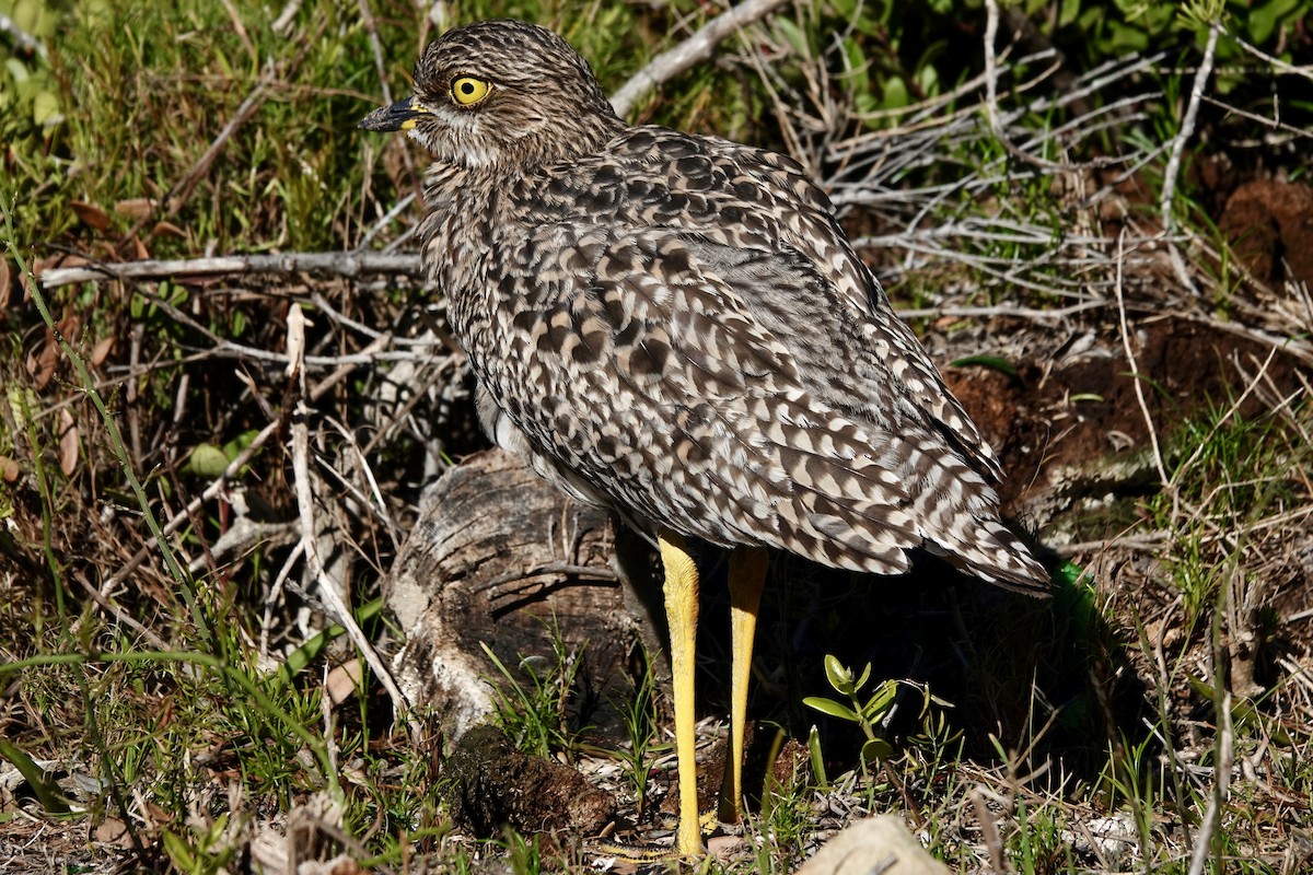 Spotted Thick-knee - ML587461001