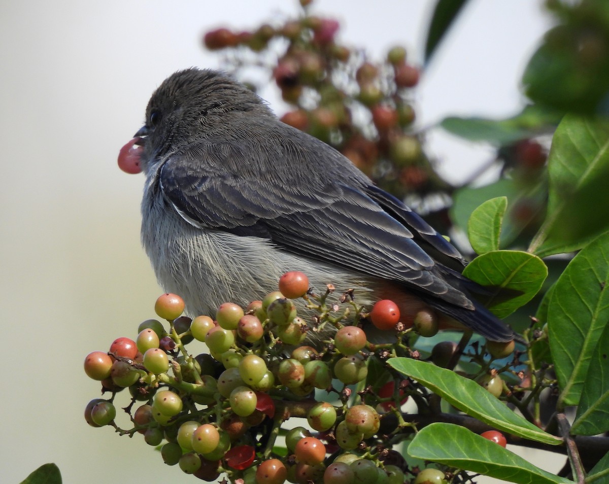 Mistletoebird - ML587461141