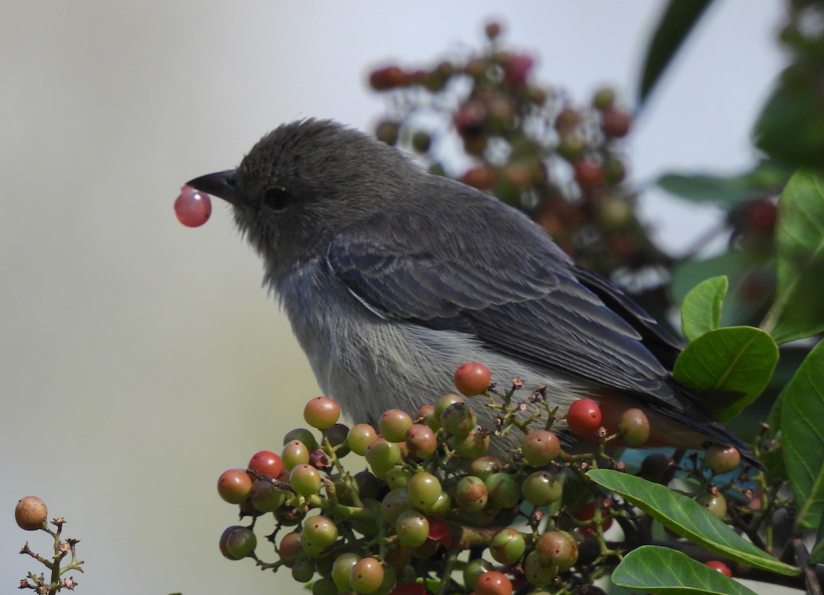 Mistletoebird - ML587461191