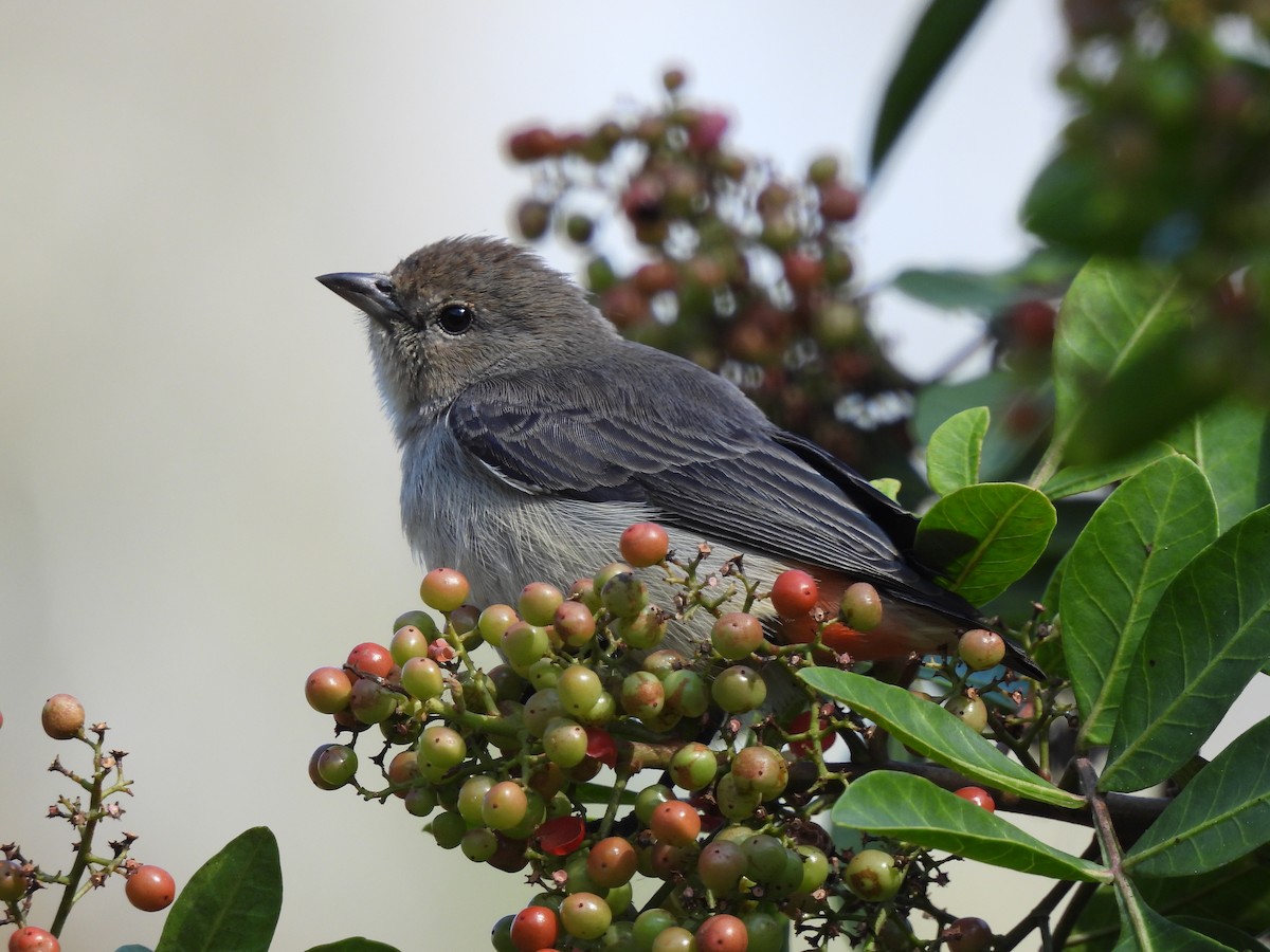 Mistletoebird - ML587461281