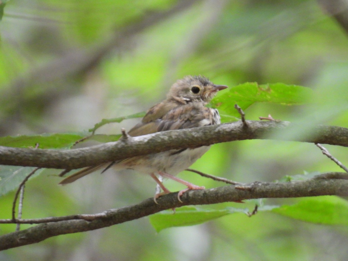 Ovenbird - ML587461711