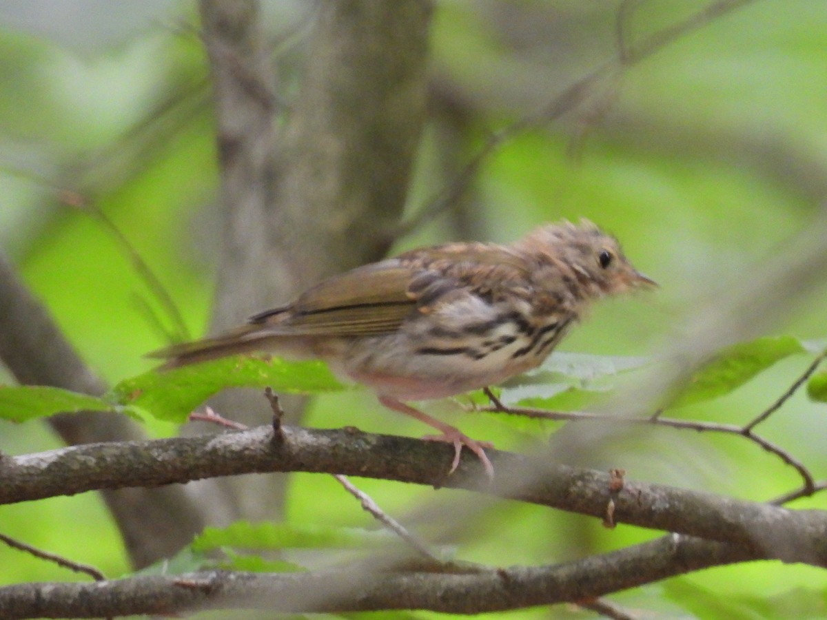 Ovenbird - Cindy Leffelman