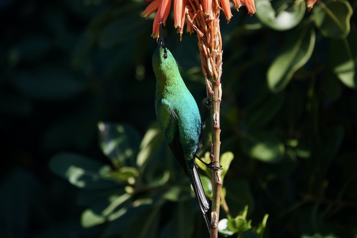 Malachite Sunbird - ML587461741