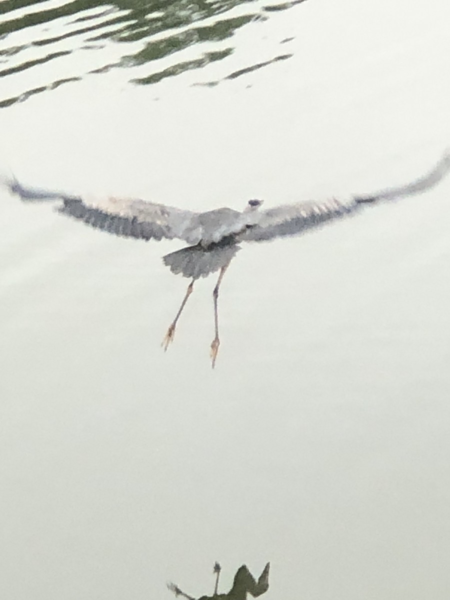 Great Blue Heron - ML587462011