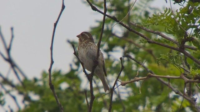 Purple Finch (Eastern) - ML587462601