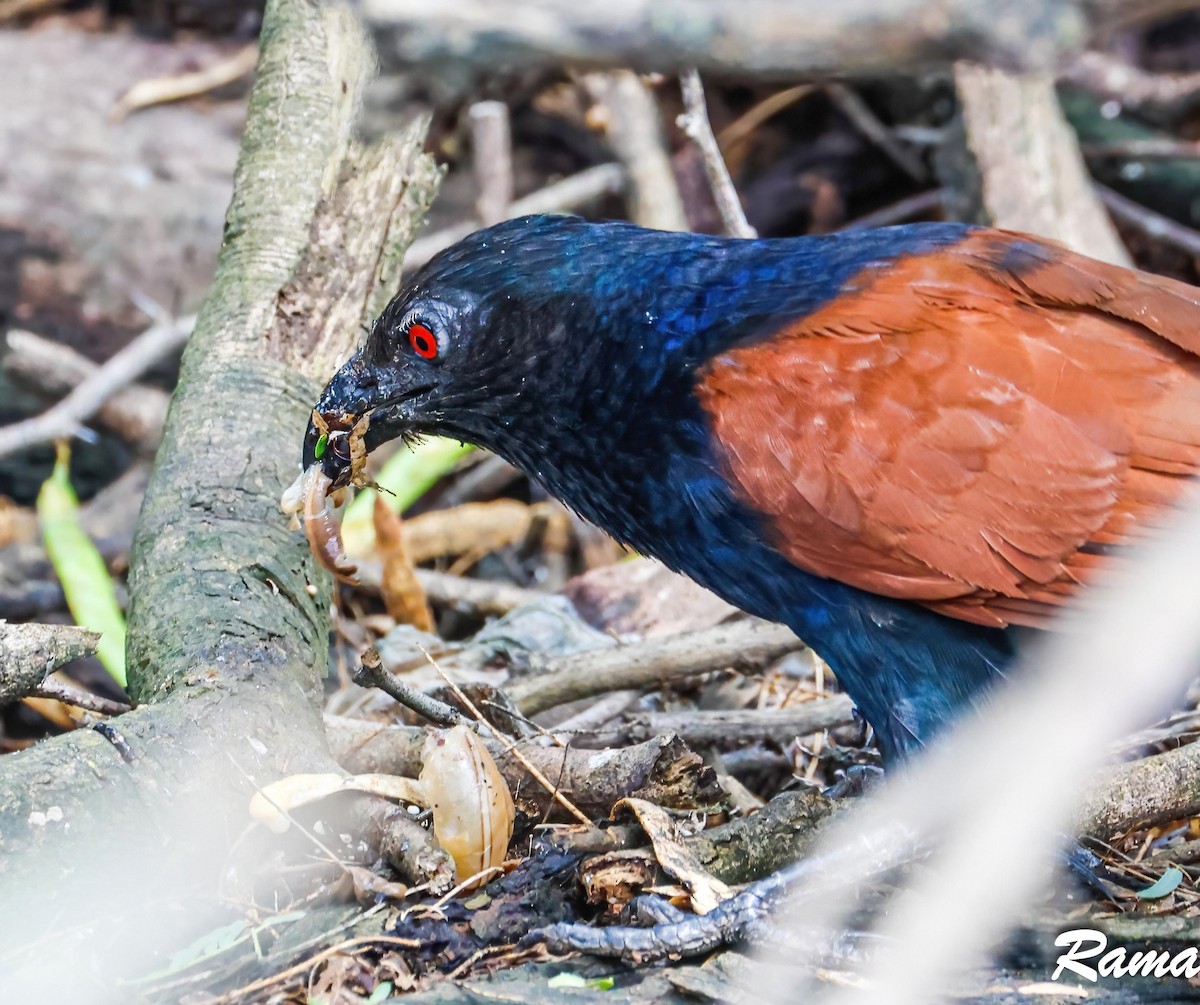 Greater Coucal (Southern) - ML587463611