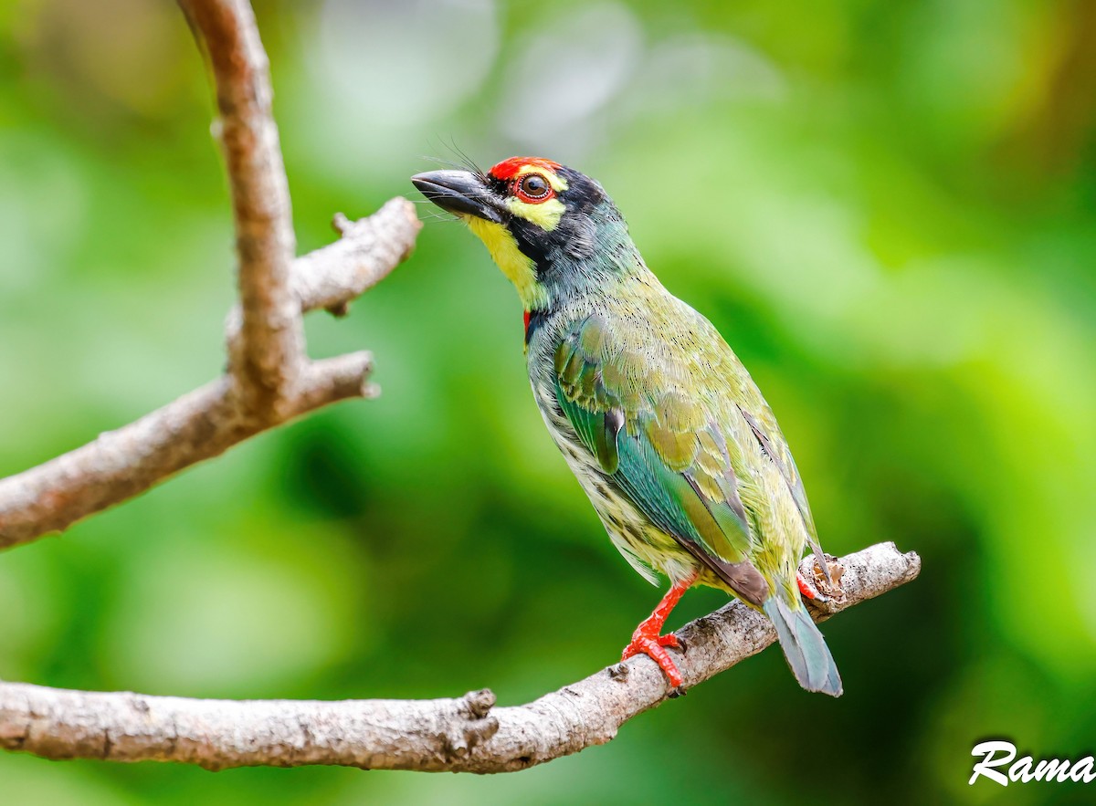 Coppersmith Barbet - ML587463711