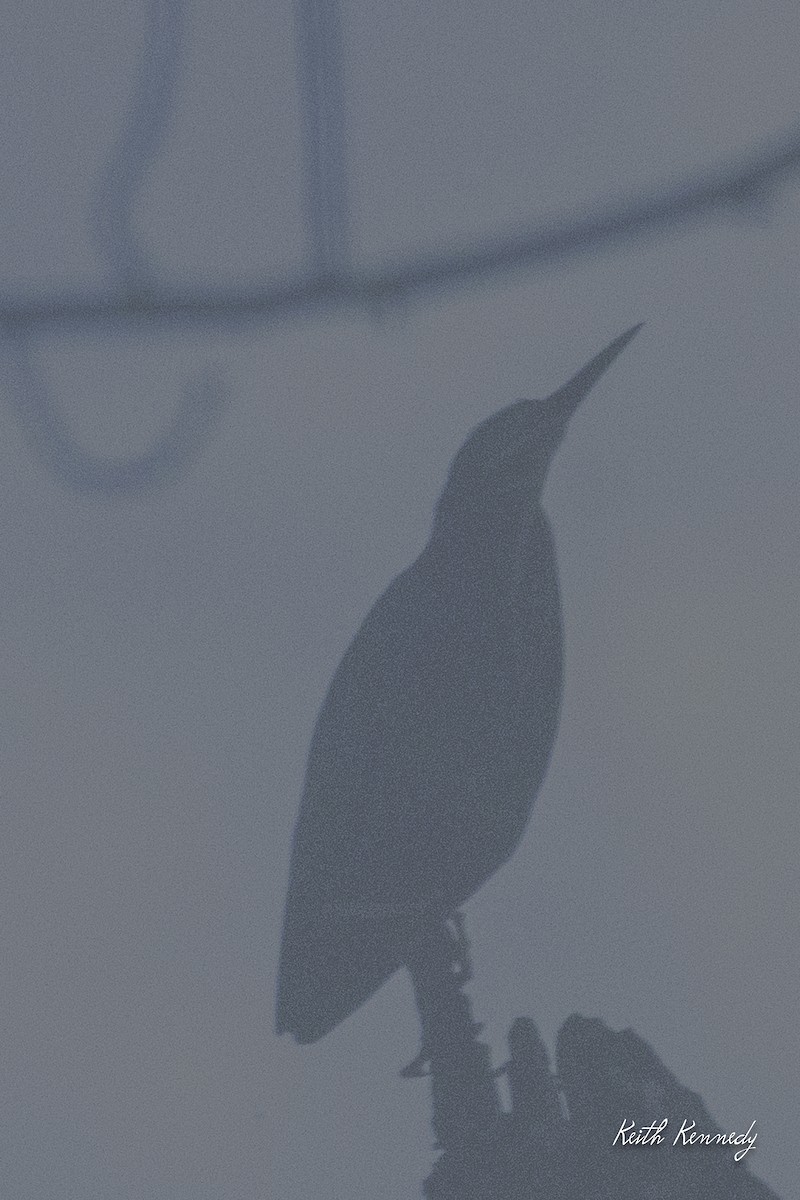Green Heron - Keith Kennedy